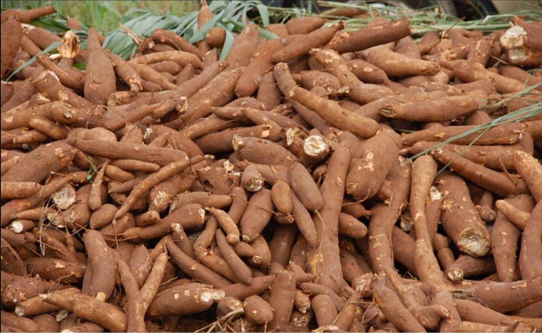 Cassava Farming