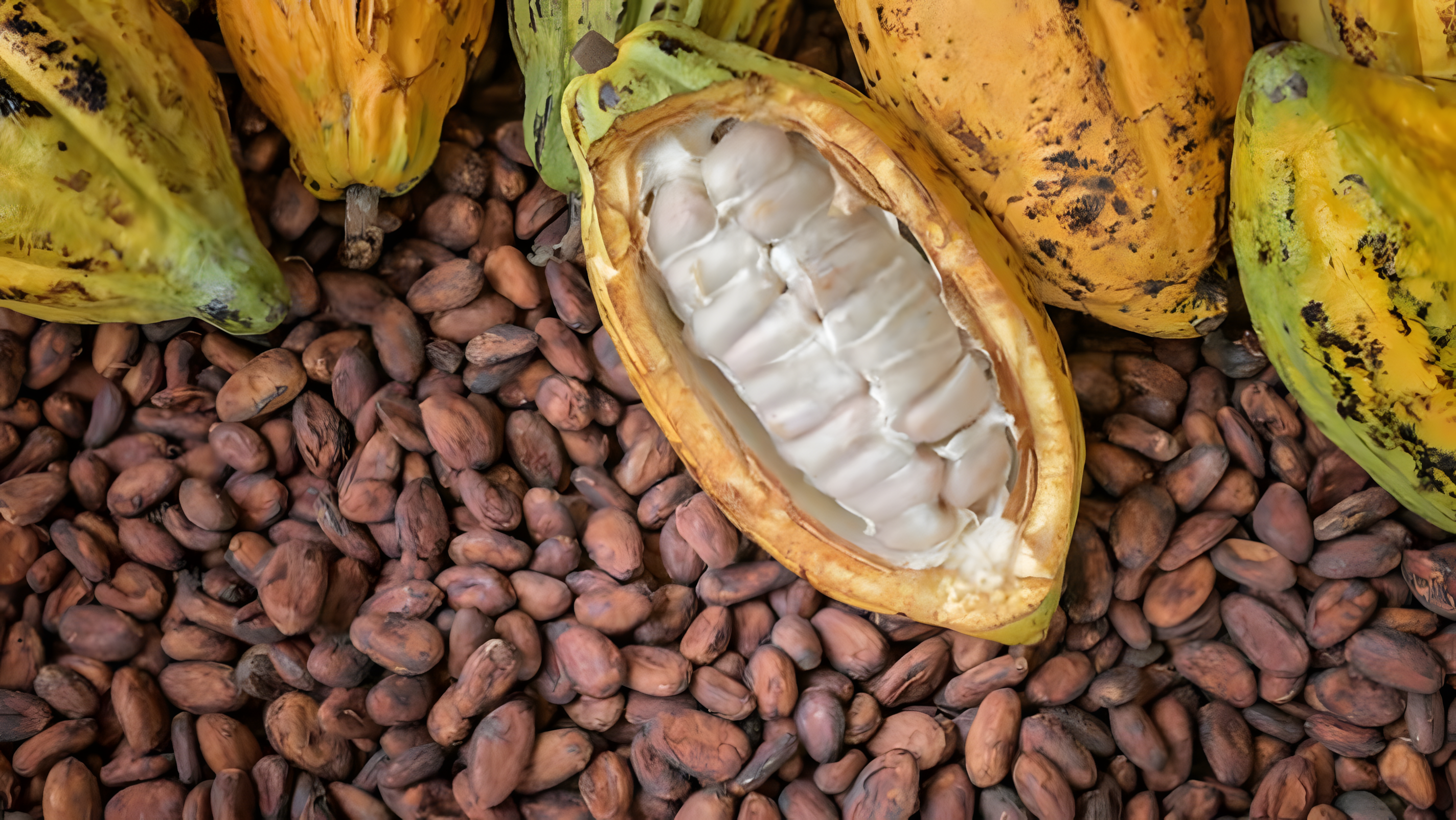 Cocoa Farming