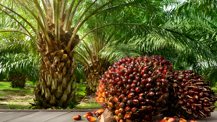 Oil Palm Farming