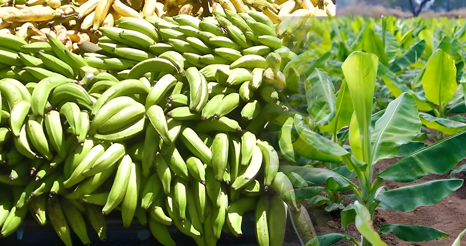 Plantain Farming