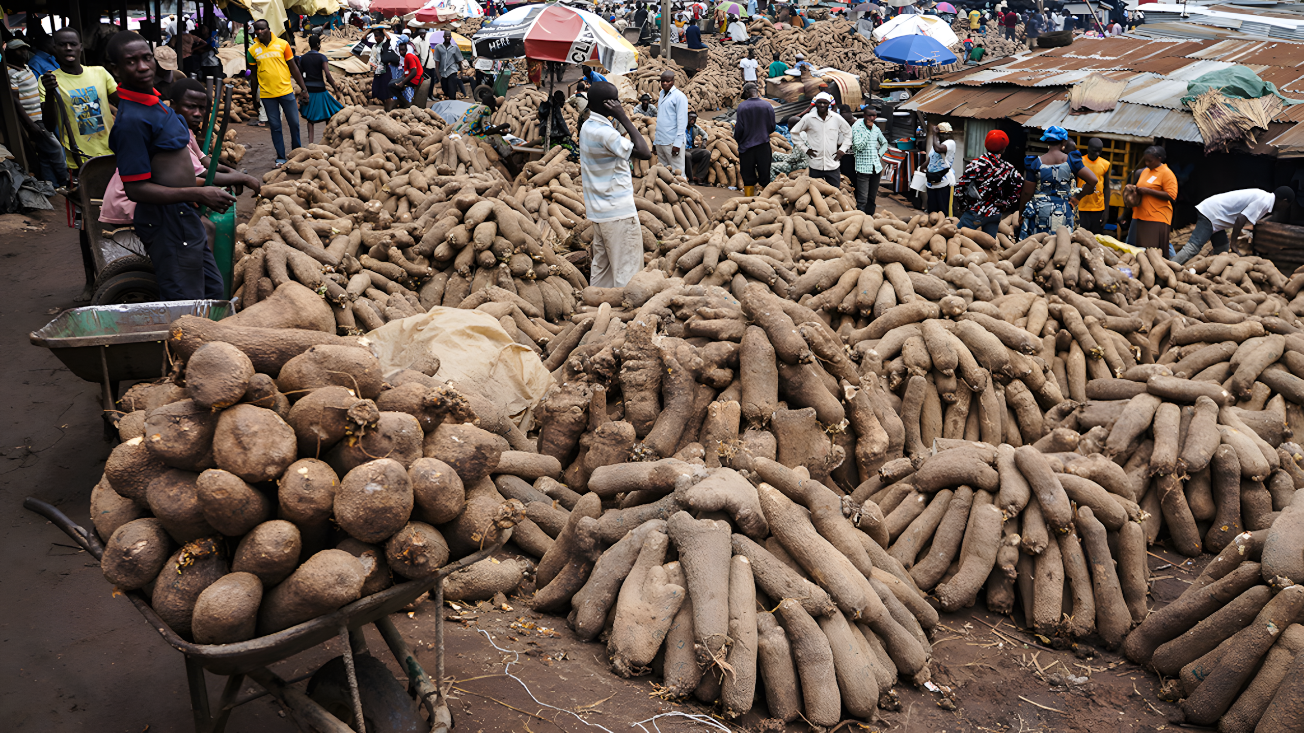 Yam Farming