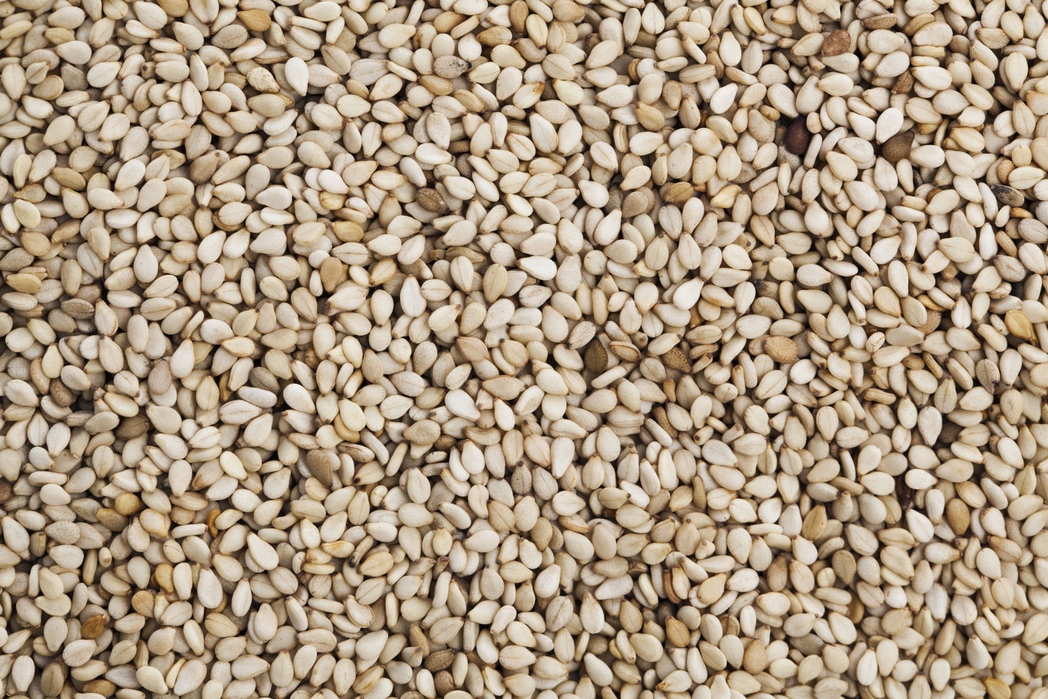 SESAME SEEDS - Image 3